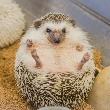 ごましお