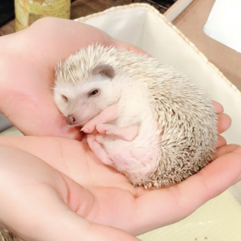 ホグちゃん